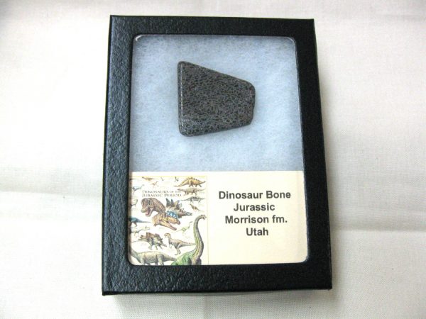 Polished Jurassic Dinosaur Cabochon #48