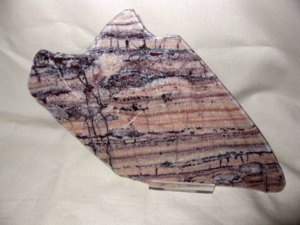 Michigan "Butterscotch Ripple" Stromatolite #4