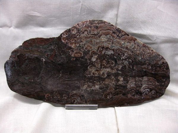 Montana Collenia Stromatolite #4