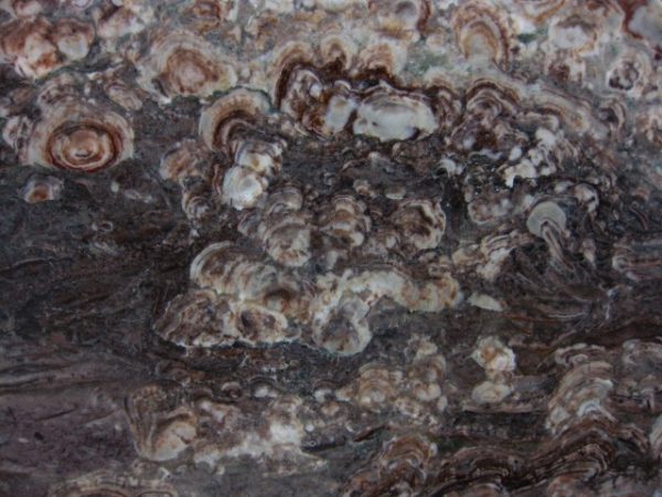 Montana Collenia Stromatolite #4 - Image 2