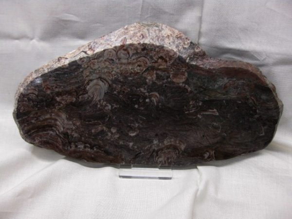 Montana Collenia Stromatolite #4 - Image 3