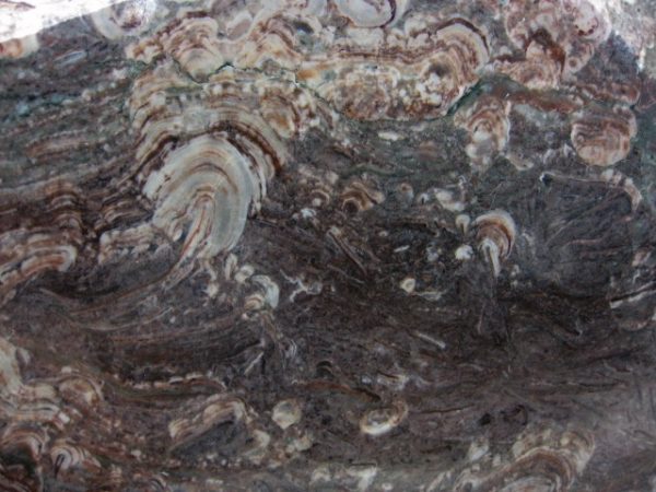 Montana Collenia Stromatolite #4 - Image 4