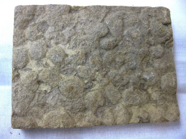 Genuine Precambrian Age Nemiana simplex Jellyfish Fossil for Sale from Ukraina #12