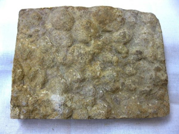 Genuine Precambrian Age Nemiana simplex Jellyfish Fossil for Sale from Ukraina #14