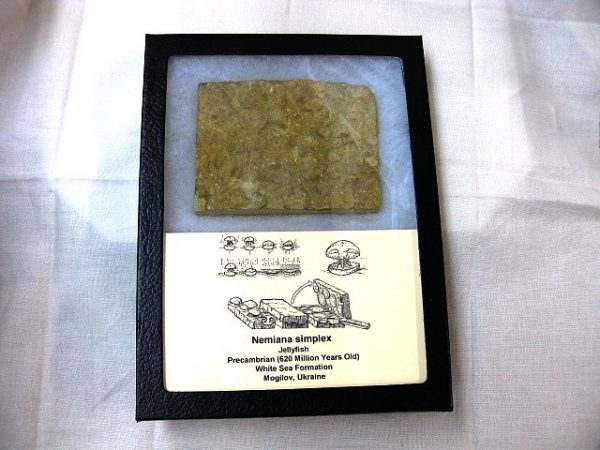 Genuine Precambrian Age Nemiana simplex Jellyfish Fossil for Sale from Ukraina #14a