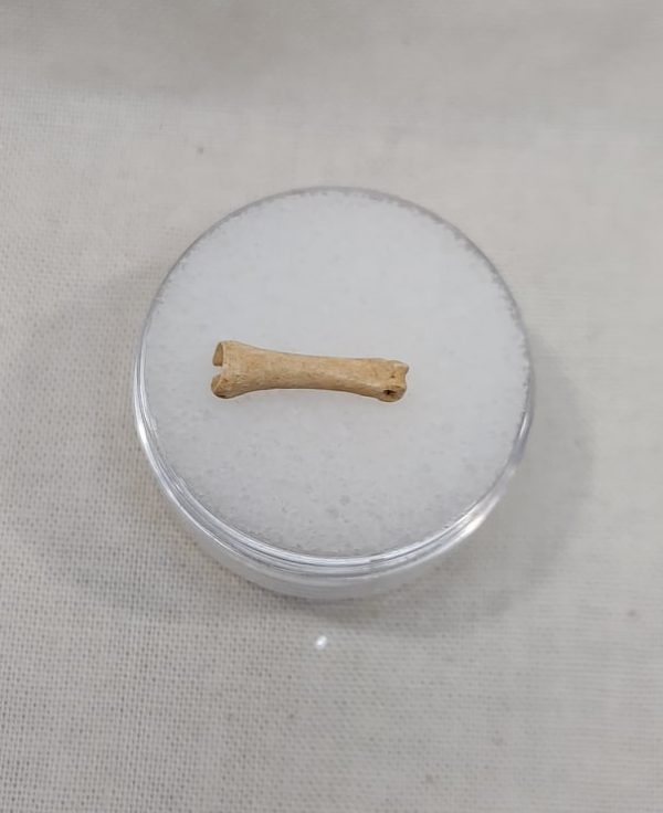 Rodent Toe Bone#1 - Image 2