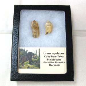 Genuine Fossil Pleistocene Age Romanian Cave Bear Teeth from Romania For Sale #22