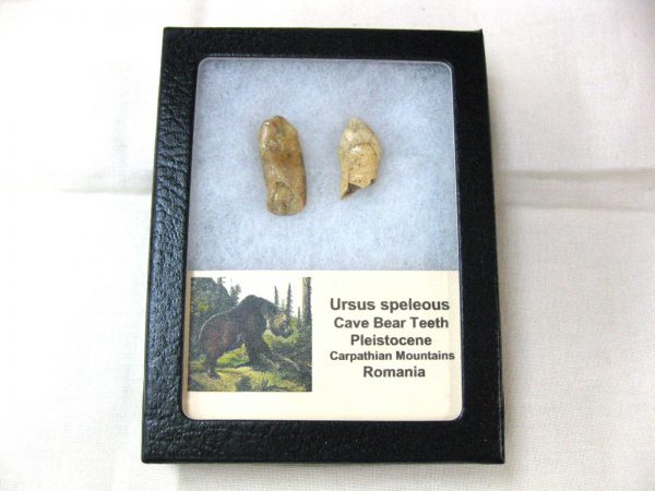 Genuine Fossil Pleistocene Age Romanian Cave Bear Teeth from Romania For Sale #22