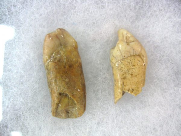 Genuine Fossil Pleistocene Age Romanian Cave Bear Teeth from Romania For Sale #22a