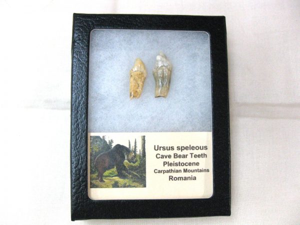 Genuine Fossil Pleistocene Age Romanian Cave Bear Teeth from Romania For Sale #23