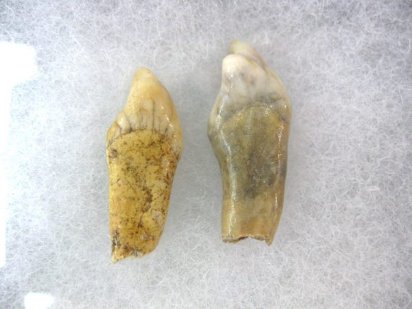 Genuine Fossil Pleistocene Age Romanian Cave Bear Teeth from Romania For Sale #23a