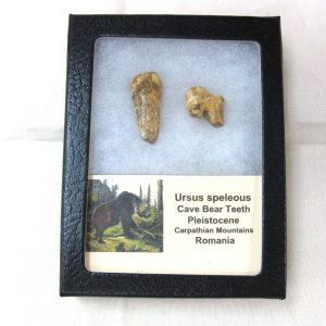 Genuine Fossil Pleistocene Age Romanian Cave Bear Teeth from Romania For Sale #24