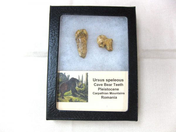 Genuine Fossil Pleistocene Age Romanian Cave Bear Teeth from Romania For Sale #24