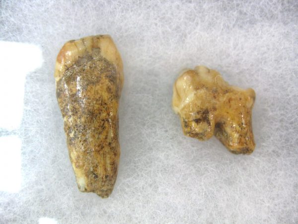 Genuine Fossil Pleistocene Age Romanian Cave Bear Teeth from Romania For Sale #24a