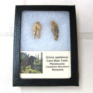 Genuine Fossil Pleistocene Age Romanian Cave Bear Teeth from Romania For Sale #25