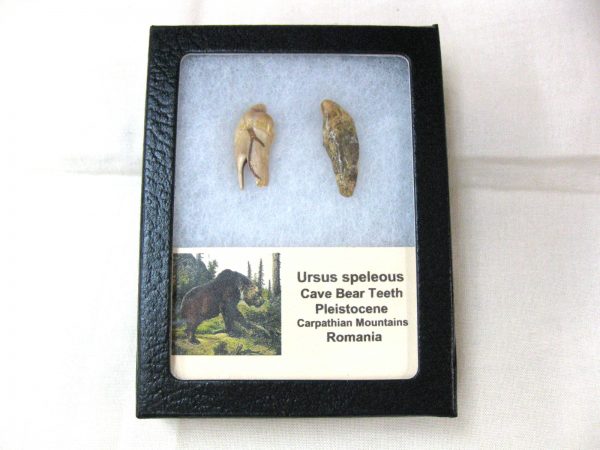 Genuine Fossil Pleistocene Age Romanian Cave Bear Teeth from Romania For Sale #25