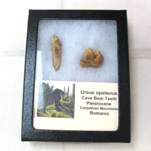 Genuine Fossil Pleistocene Age Romanian Cave Bear Teeth from Romania For Sale #26