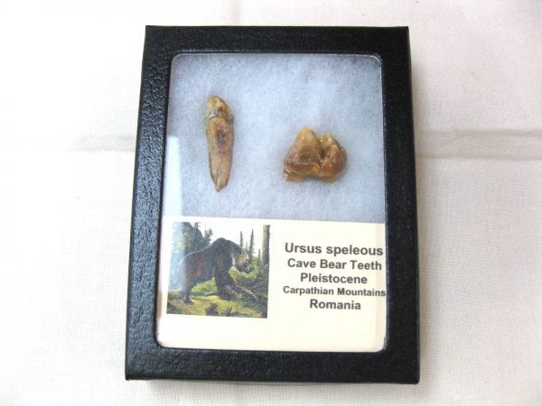 Genuine Fossil Pleistocene Age Romanian Cave Bear Teeth from Romania For Sale #26