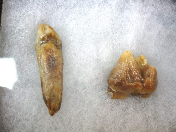 Genuine Fossil Pleistocene Age Romanian Cave Bear Teeth from Romania For Sale #26a