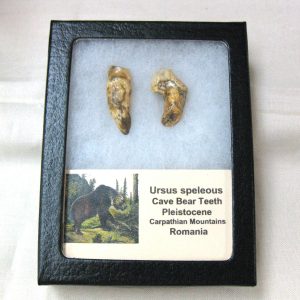 Genuine Fossil Pleistocene Age Romanian Cave Bear Teeth from Romania For Sale #27