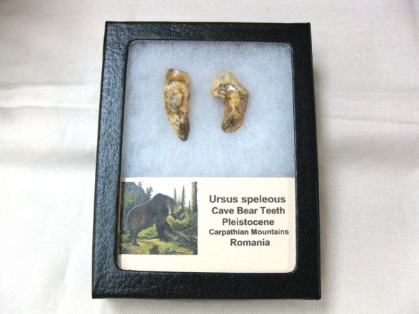 Genuine Fossil Pleistocene Age Romanian Cave Bear Teeth from Romania For Sale #27