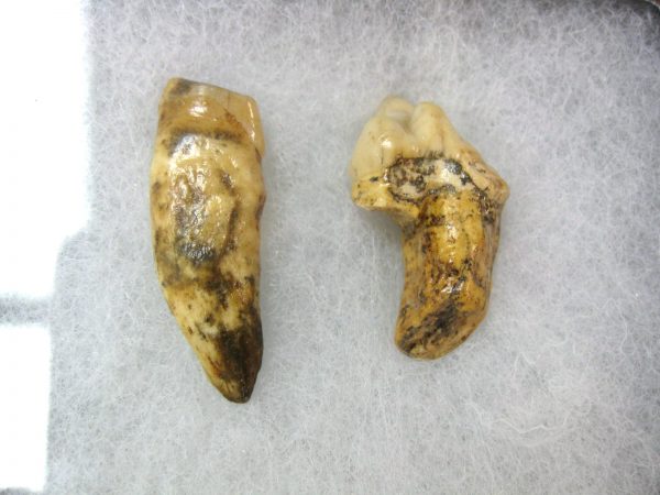 Genuine Fossil Pleistocene Age Romanian Cave Bear Teeth from Romania For Sale #27a