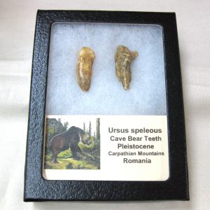 Genuine Fossil Pleistocene Age Romanian Cave Bear Teeth from Romania For Sale #28