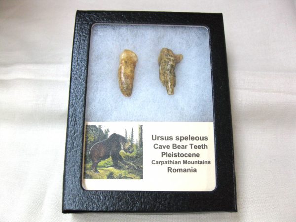 Genuine Fossil Pleistocene Age Romanian Cave Bear Teeth from Romania For Sale #28