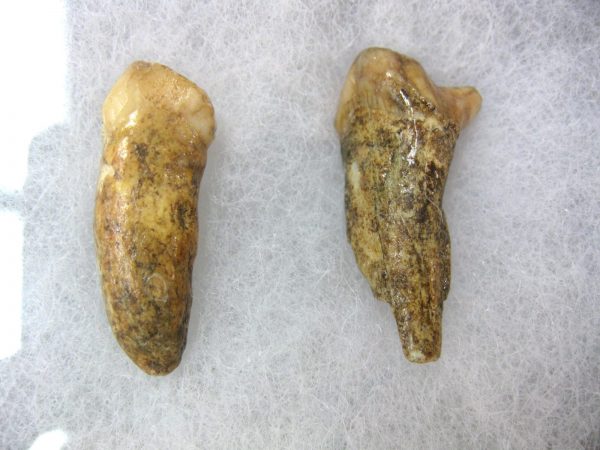 Genuine Fossil Pleistocene Age Romanian Cave Bear Teeth from Romania For Sale #28a