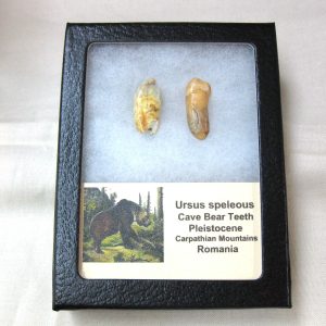 Genuine Fossil Pleistocene Age Romanian Cave Bear Teeth from Romania For Sale #29