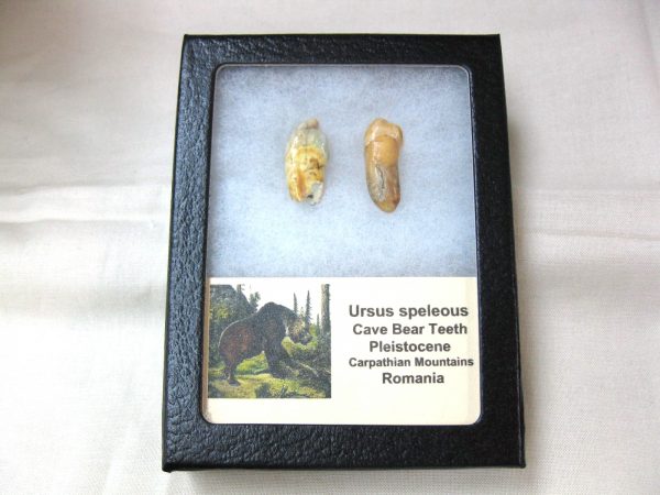 Genuine Fossil Pleistocene Age Romanian Cave Bear Teeth from Romania For Sale #29