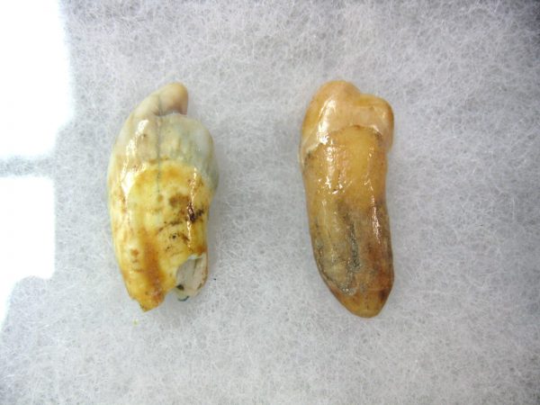 Genuine Fossil Pleistocene Age Romanian Cave Bear Teeth from Romania For Sale #29a