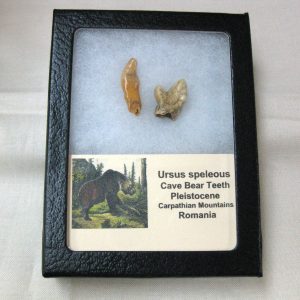 Genuine Fossil Pleistocene Age Romanian Cave Bear Teeth from Romania For Sale #30