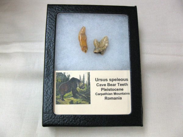 Genuine Fossil Pleistocene Age Romanian Cave Bear Teeth from Romania For Sale #30