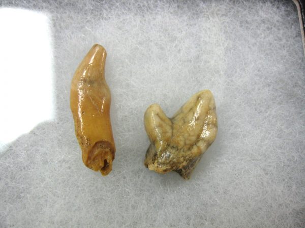 Genuine Fossil Pleistocene Age Romanian Cave Bear Teeth from Romania For Sale #30a