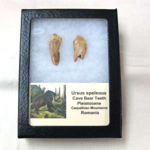 Genuine Fossil Pleistocene Age Romanian Cave Bear Teeth from Romania For Sale #32