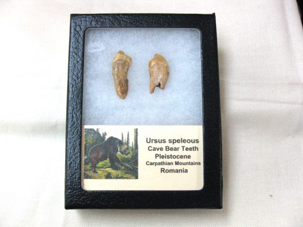 Genuine Fossil Pleistocene Age Romanian Cave Bear Teeth from Romania For Sale #32