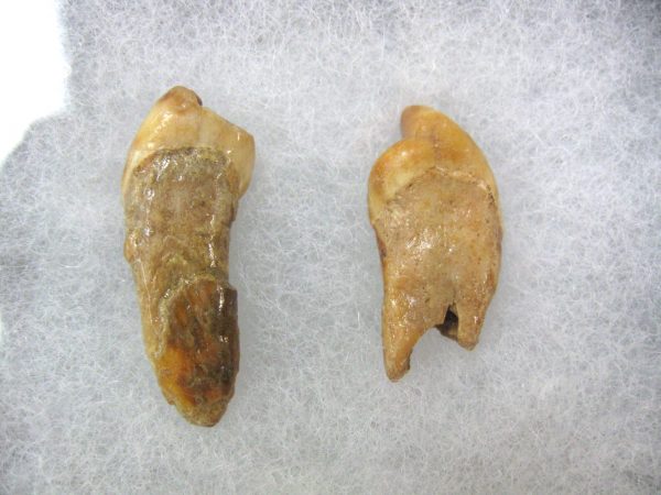 Genuine Fossil Pleistocene Age Romanian Cave Bear Teeth from Romania For Sale #32a