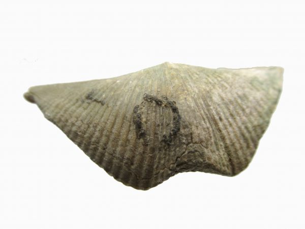 Russian Cyrtospirifer Brachiopod #28 - Image 2