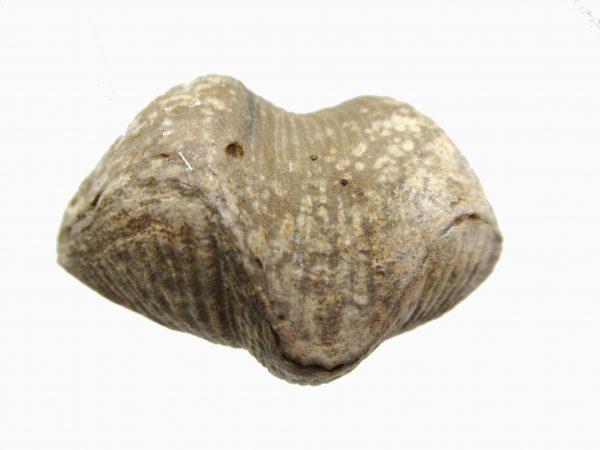 Russian Cyrtospirifer Brachiopod #32