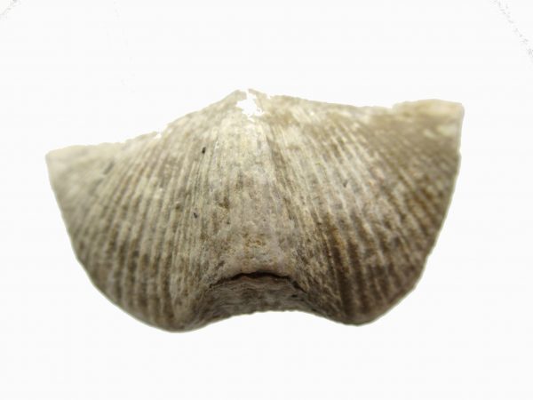 Russian Cyrtospirifer Brachiopod #32 - Image 2