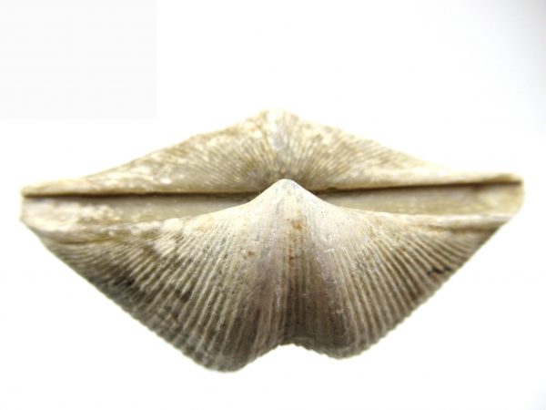 Russian Cyrtospirifer Brachiopod #32 - Image 3