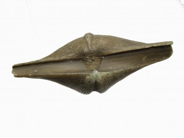 Russian Cyrtospirifer Brachiopod #36 - Image 3