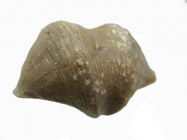 Russian Cyrtospirifer Brachiopod #37