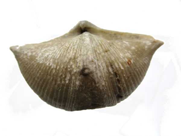 Russian Cyrtospirifer Brachiopod #37 - Image 2