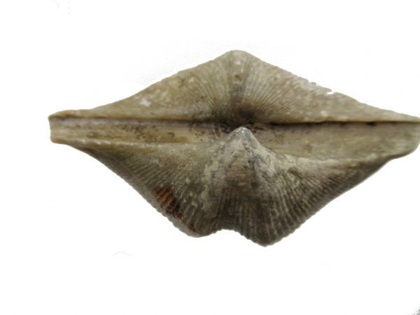 Russian Cyrtospirifer Brachiopod #37 - Image 3