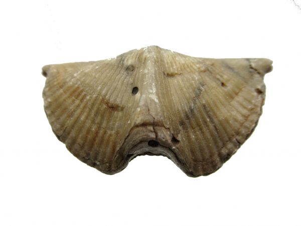 Russian Cyrtospirifer Brachiopod #38