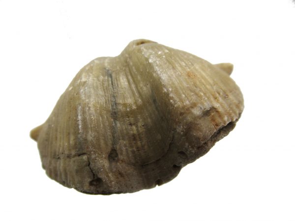 Russian Cyrtospirifer Brachiopod #38 - Image 2