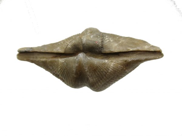 Russian Cyrtospirifer Brachiopod #38 - Image 3