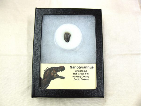 Nanotyrannus Dinosaur Tooth #16